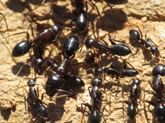 Camponotus sylvaticus