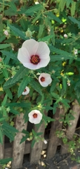 Pavonia hastata