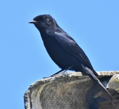 Melaenornis pammelaina ater