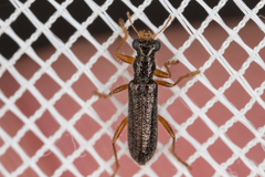 Lemidia subaenea