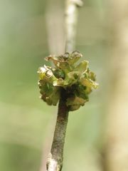 Tuckermanopsis sepincola