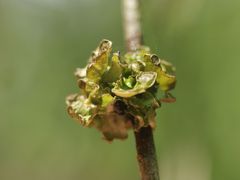 Tuckermanopsis sepincola