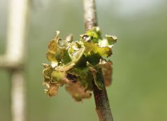 Tuckermanopsis sepincola