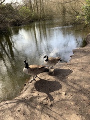 Branta canadensis