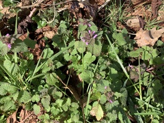 Lamium purpureum