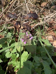 Lamium purpureum