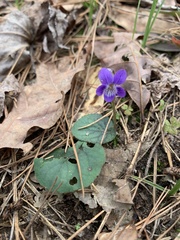 Viola villosa