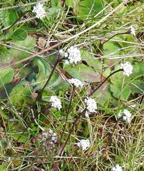 Teesdalia coronopifolia
