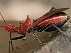 Gminatus wallengreni