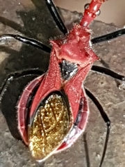 Gminatus wallengreni