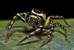 Cytaea plumbeiventris