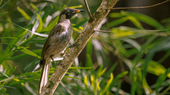 Bolemoreus frenatus