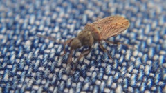 Pseudopachybrachius basalis