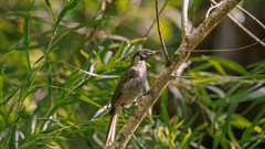 Bolemoreus frenatus