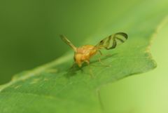 Myoleja lucida