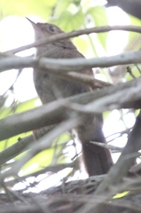 Bradypterus sylvaticus