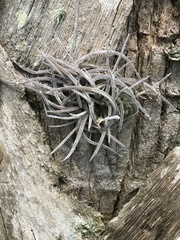 Tillandsia recurvata image