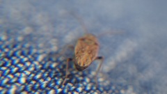 Pseudopachybrachius basalis