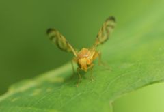 Myoleja lucida