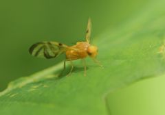 Myoleja lucida