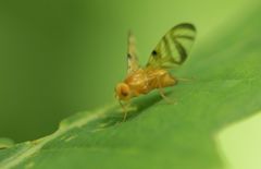 Myoleja lucida