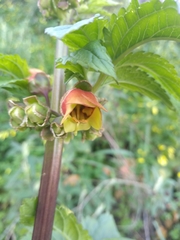 Scrophularia sambucifolia