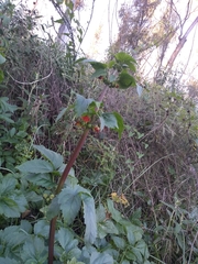 Scrophularia sambucifolia