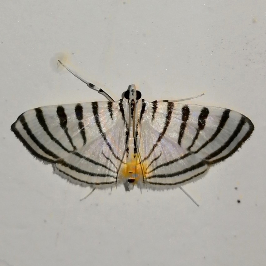 Conchylodes zebra