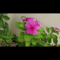 Catharanthus roseus roseus