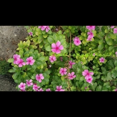 Catharanthus roseus roseus