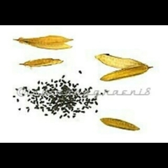 Catharanthus roseus roseus