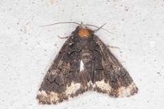 Catephia alchymista