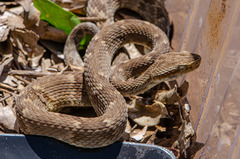 Bothrops