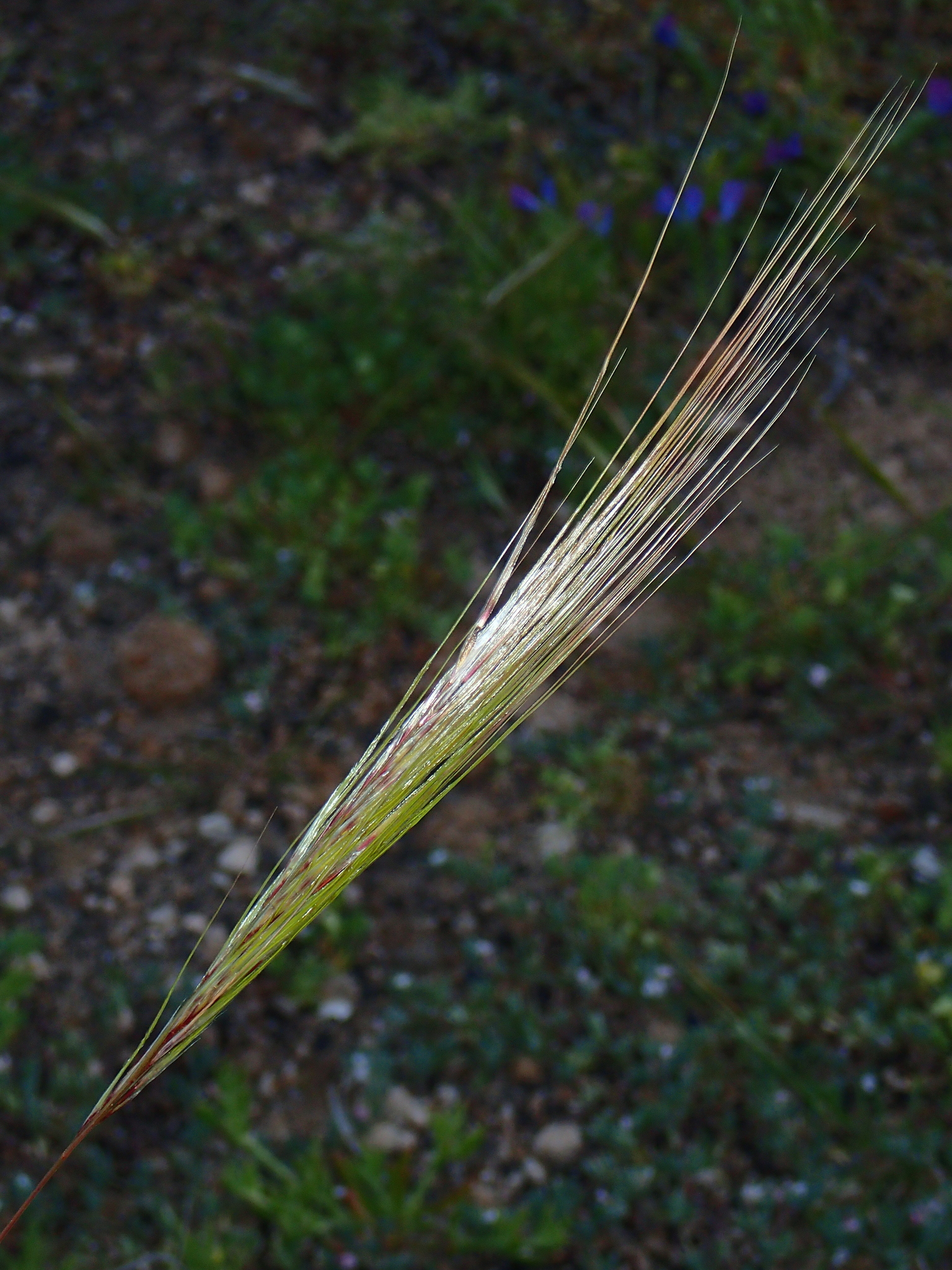 Stipellula capensis