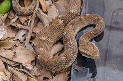 Bothrops