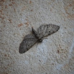 Eupithecia jejunata