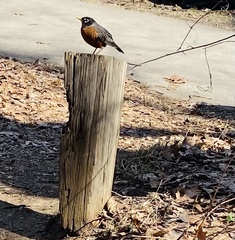 Turdus migratorius
