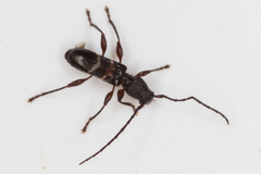 Ectosticta cleroides