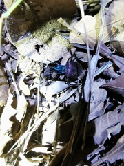 Brachygnathus angusticollis