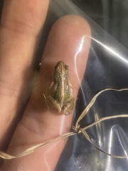 Cacosternum rhythmum