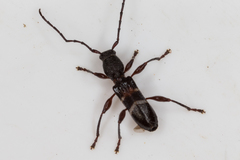 Ectosticta cleroides