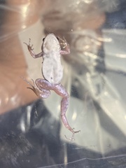 Cacosternum rhythmum