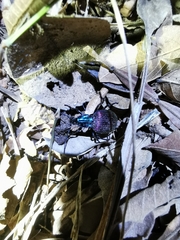 Brachygnathus angusticollis