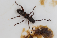 Ectosticta cleroides