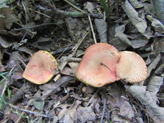 Hortiboletus engelii