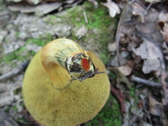 Hortiboletus engelii