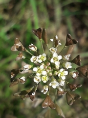 Capsella bursa-pastoris