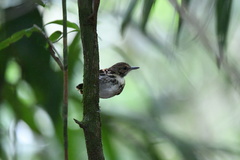 Hylophylax naevioides