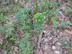 Euphorbia jenisseiensis