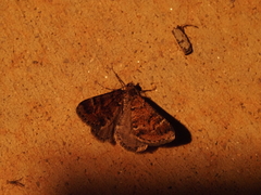 Paramelora lychnota